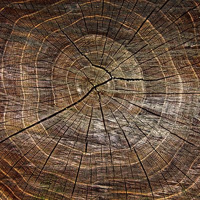 detalle de la textura de un suelo de madera de lujo de una villa en Marbella.